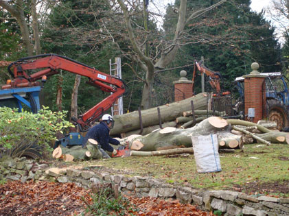 Precision felling