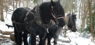 Woodland Services uses horse logging when working on trees in sensitive habitats or where access is difficult