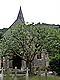 Pruning for public safety in churchyard - by Woodland Services
