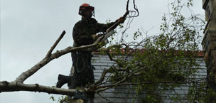 Woodland Services working on a storm damaged tree