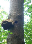 Woodpecker next in a tree